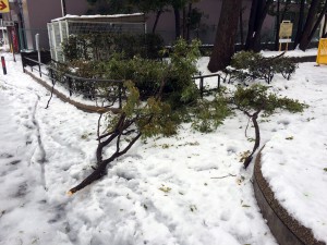 雪で折れてしまった木